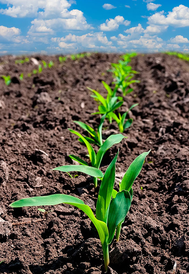 Laboquimterra - Laboratorio de análisis y asesorías agrícolas